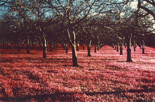 Walnut Orchard
